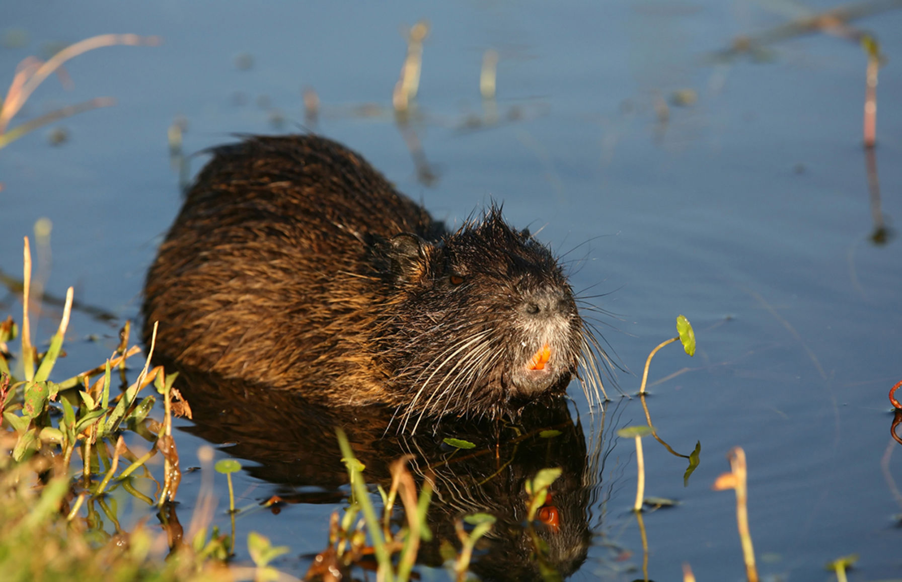 Nutria